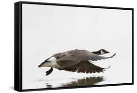 Canada Goose in Flight, Marion County, Illinois-Richard and Susan Day-Framed Stretched Canvas