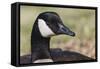 Canada goose, Kentucky-Adam Jones-Framed Stretched Canvas