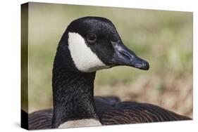 Canada goose, Kentucky-Adam Jones-Stretched Canvas