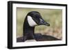 Canada goose, Kentucky-Adam Jones-Framed Photographic Print