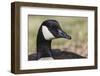 Canada goose, Kentucky-Adam Jones-Framed Photographic Print