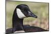 Canada goose, Kentucky-Adam Jones-Mounted Photographic Print