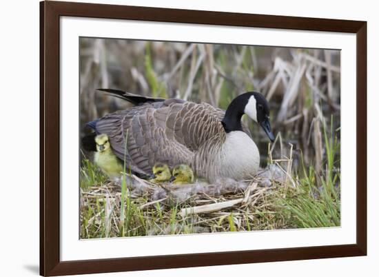 Canada Goose on Nest with Newly Hatched Goslings-Ken Archer-Framed Photographic Print