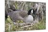 Canada Goose on Nest with Newly Hatched Goslings-Ken Archer-Mounted Photographic Print