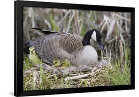 Canada Goose on Nest with Newly Hatched Goslings-Ken Archer-Framed Photographic Print