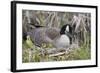 Canada Goose on Nest with Newly Hatched Goslings-Ken Archer-Framed Photographic Print