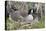 Canada Goose on Nest with Newly Hatched Goslings-Ken Archer-Stretched Canvas