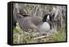 Canada Goose on Nest with Newly Hatched Goslings-Ken Archer-Framed Stretched Canvas