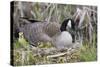 Canada Goose on Nest with Newly Hatched Goslings-Ken Archer-Stretched Canvas
