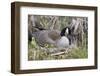 Canada Goose on Nest with Newly Hatched Goslings-Ken Archer-Framed Photographic Print