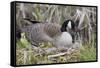 Canada Goose on Nest with Newly Hatched Goslings-Ken Archer-Framed Stretched Canvas