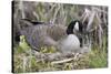 Canada Goose on Nest with Newly Hatched Goslings-Ken Archer-Stretched Canvas