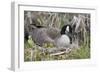 Canada Goose on Nest with Newly Hatched Goslings-Ken Archer-Framed Photographic Print