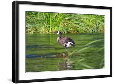 Canada Goose on the Los Angeles River, Los Angeles, California'  Photographic Print - Peter Bennett | AllPosters.com