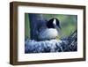 Canada Goose Sitting on Nest with Newly Hatched Goslings, Illinois-Richard and Susan Day-Framed Photographic Print