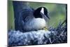 Canada Goose Sitting on Nest with Newly Hatched Goslings, Illinois-Richard and Susan Day-Mounted Photographic Print