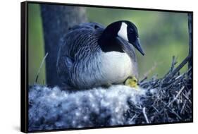 Canada Goose Sitting on Nest with Newly Hatched Goslings, Illinois-Richard and Susan Day-Framed Stretched Canvas