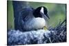 Canada Goose Sitting on Nest with Newly Hatched Goslings, Illinois-Richard and Susan Day-Stretched Canvas