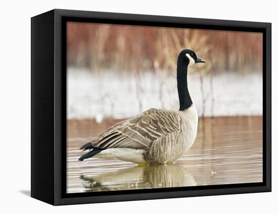 Canada Goose Standing in a Still Marsh-Larry Ditto-Framed Stretched Canvas