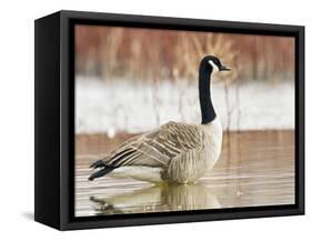 Canada Goose Standing in a Still Marsh-Larry Ditto-Framed Stretched Canvas