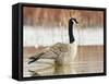 Canada Goose Standing in a Still Marsh-Larry Ditto-Framed Stretched Canvas