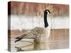 Canada Goose Standing in a Still Marsh-Larry Ditto-Stretched Canvas