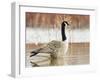 Canada Goose Standing in a Still Marsh-Larry Ditto-Framed Premium Photographic Print