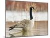 Canada Goose Standing in a Still Marsh-Larry Ditto-Mounted Premium Photographic Print