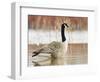 Canada Goose Standing in a Still Marsh-Larry Ditto-Framed Photographic Print