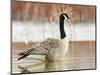 Canada Goose Standing in a Still Marsh-Larry Ditto-Mounted Photographic Print