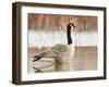 Canada Goose Standing in a Still Marsh-Larry Ditto-Framed Photographic Print