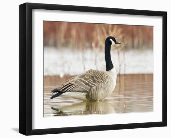 Canada Goose Standing in a Still Marsh-Larry Ditto-Framed Photographic Print