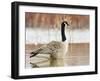 Canada Goose Standing in a Still Marsh-Larry Ditto-Framed Photographic Print