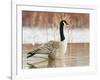 Canada Goose Standing in a Still Marsh-Larry Ditto-Framed Photographic Print
