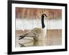 Canada Goose Standing in a Still Marsh-Larry Ditto-Framed Photographic Print