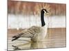Canada Goose Standing in a Still Marsh-Larry Ditto-Mounted Photographic Print