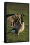 Canada Goose Stretching Wings-DLILLC-Framed Stretched Canvas