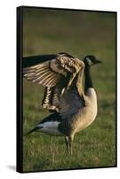 Canada Goose Stretching Wings-DLILLC-Framed Stretched Canvas