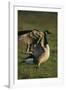 Canada Goose Stretching Wings-DLILLC-Framed Photographic Print