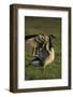 Canada Goose Stretching Wings-DLILLC-Framed Photographic Print