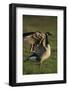 Canada Goose Stretching Wings-DLILLC-Framed Photographic Print