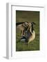 Canada Goose Stretching Wings-DLILLC-Framed Photographic Print