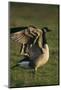 Canada Goose Stretching Wings-DLILLC-Mounted Photographic Print