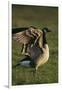 Canada Goose Stretching Wings-DLILLC-Framed Photographic Print