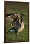 Canada Goose Stretching Wings-DLILLC-Framed Photographic Print