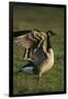 Canada Goose Stretching Wings-DLILLC-Framed Photographic Print