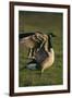 Canada Goose Stretching Wings-DLILLC-Framed Photographic Print