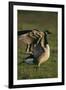 Canada Goose Stretching Wings-DLILLC-Framed Photographic Print