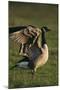 Canada Goose Stretching Wings-DLILLC-Mounted Photographic Print