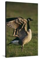 Canada Goose Stretching Wings-DLILLC-Stretched Canvas